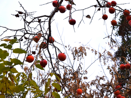 dsc_1932-fotor-20251223125728